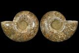 Honey-Orange Ammonite (Argonauticeras) - Befandriana, Madagascar #113125-2